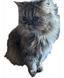 Reduced Price!!! Intact Male Exotic LH Mac Tabby Persian