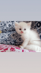 Persian kitten 1.5 month old