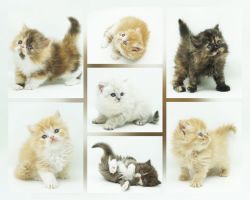 CFA Persian & Himalayan Kittens