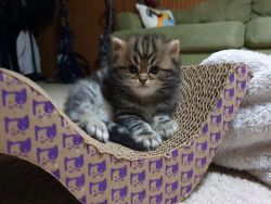 Dollface Persian Tabby Kittens