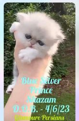 Available Persian Purebred registered kittens now