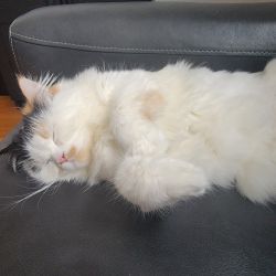 Persian cute cat