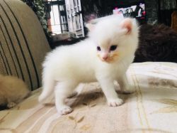 Doll face PERSIAN cat for sale low price