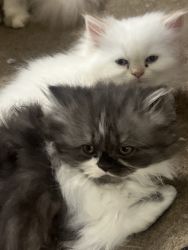 2 Persian kittens for sale. 8 weeks old
