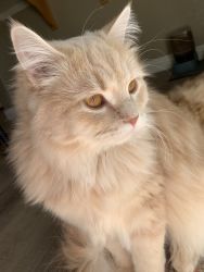 Persian- Maine Coon: Chandler