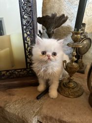 Pure breed flat face persian kittens