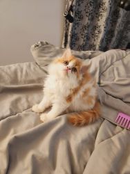 Persian Kittens for Sale