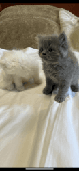 Persian kitten for sale, 2 gray boys,and 1 white girl