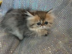 Silver Persian kittens