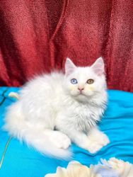 ADOPTION Persian cat