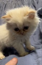Fire Point Male Persian Kitten
