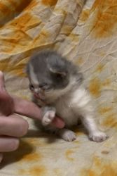 Grey Tuxedo Female Persian Kitten