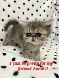 Luxuriant long coat and large round eyes beautiful Persian Baby