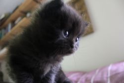 Adorable TICA registered Non-standard male minuet kitten