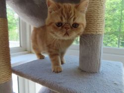 Persian Exotic Shorthair Kitten
