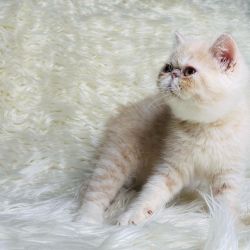 Exotic Persian Kittens ready for new homes