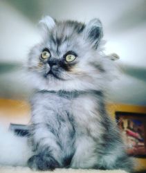 Teacup size Persian kitten