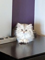 Silver Shaded Dollface Persians