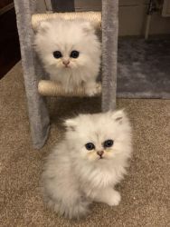 Persian kittens available now