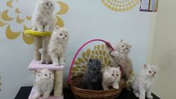 persian kittens chennai
