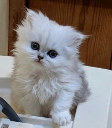 Persian-kittens available now