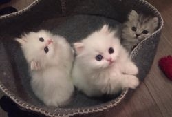 Persian kittens for sale.