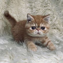Home raised Persian Kittens