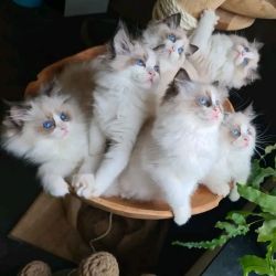 Joyful Persian Kittens For Sale