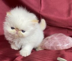 CFA registered Himalayan and Persian kittens with rare eye color