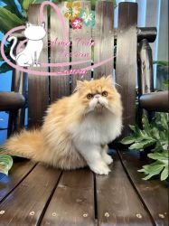 Persian Male Available! Great Price!
