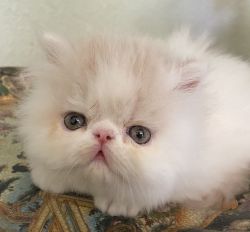 Cfa Persian kitty