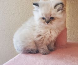 Lilac Doll face Persian Kittens