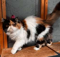 Calico Persian cat female