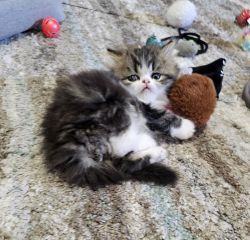 Gorgeous Black and White Tabby Persian male Kitten.