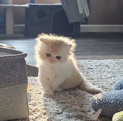 Beautiful Tan and White Bicolor Female Persian Kitten