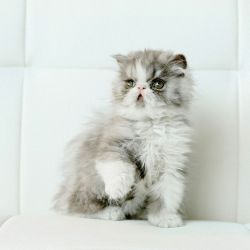charming persian kittens for good homes