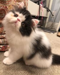 male and female persian kittens available here