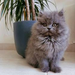 Grey persian kitten