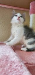 Persian Mix Kitten