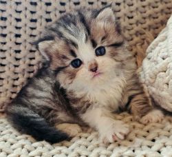 G2 Persian Kitten