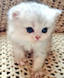 B1 Persian Kitten