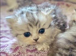 G5 Persian Kitten