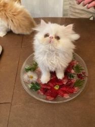Pure Bred Persian Kittens