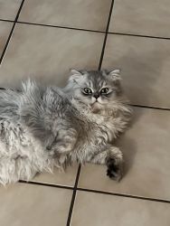 Persian cats (brother and sister)