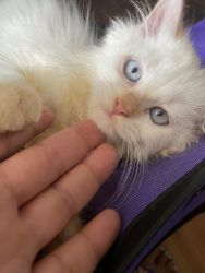 Doll Face Persian Kittens for Sale