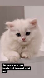 Beautiful Persian cat it’s a girl 3 month old