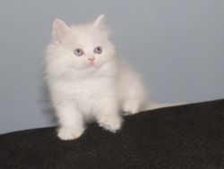 CFA White Female Persian Kitten with Blue eyes