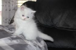 CFA White male Persian Kitten with Blue eyes