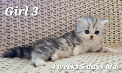 G3 Persian Kitten