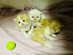 4 doll face Persian kittens